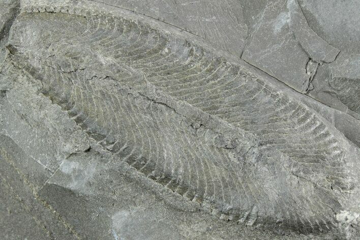 Plate of Ordovician Graptolite (Phyllograptus) Fossils - Utah #238878